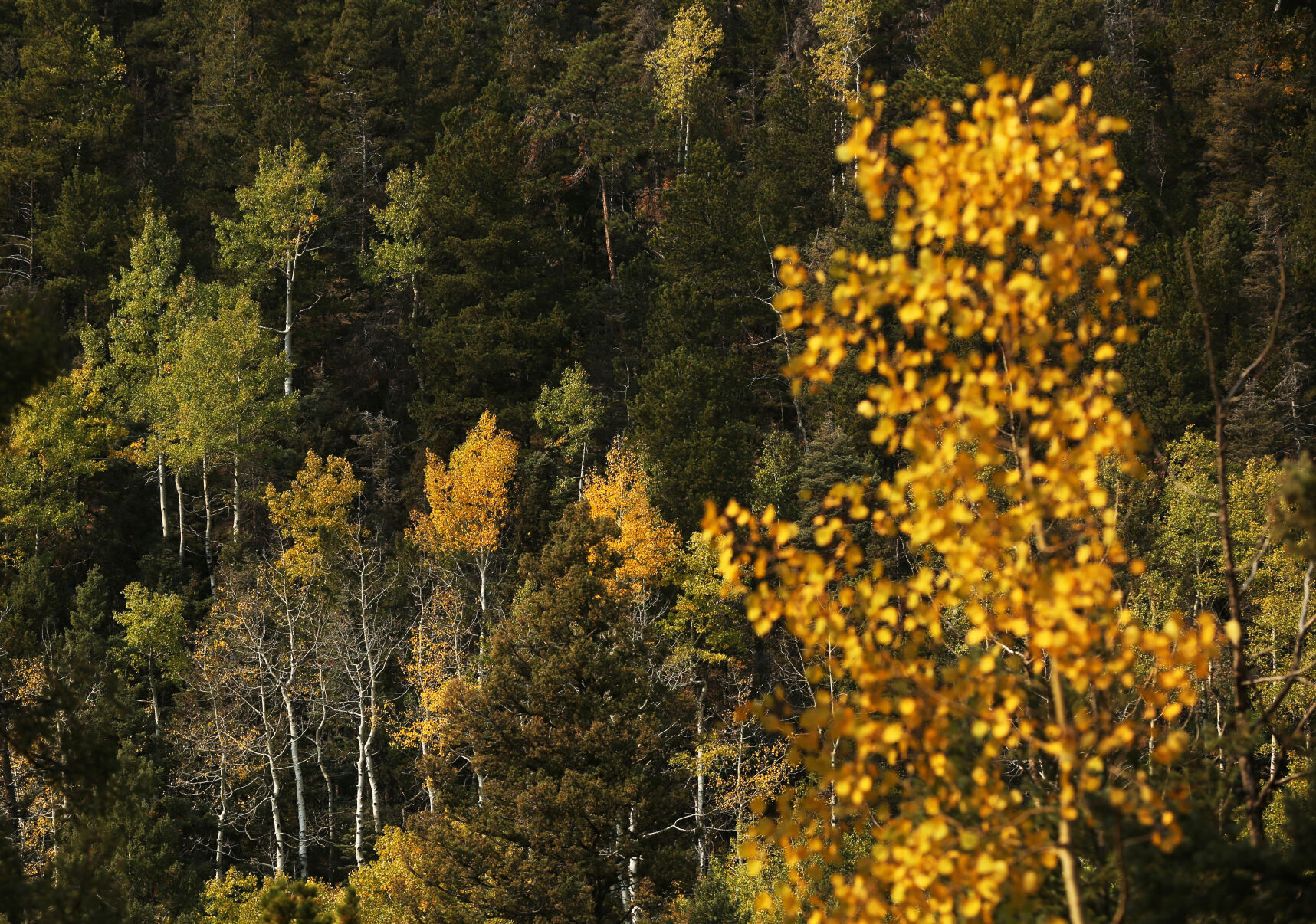 093020-news-aspens 5.JPG
